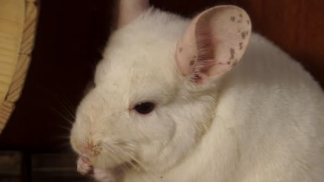 panorámica desde la cola hasta la cara de una linda mascota chinchilla bebé blanca sentada en su jaula comiendo comida con ojos negros y grandes orejas rosadas