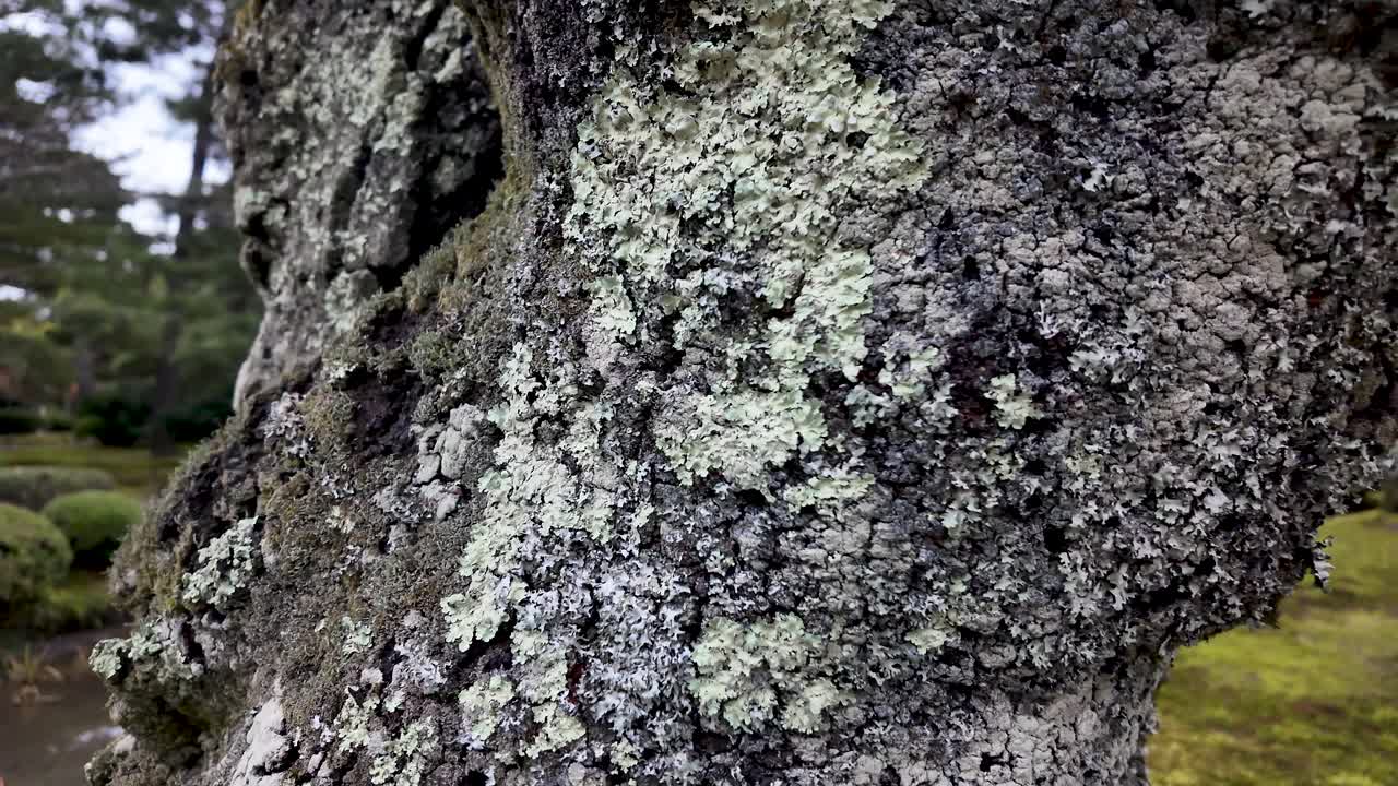 Closeup of crustose lichen growing on tree bark, showing symbiotic relationship between fungus and alga