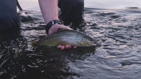 Fisherman-gently-releases-brown-trout-in-shallow-river,-slow-motion