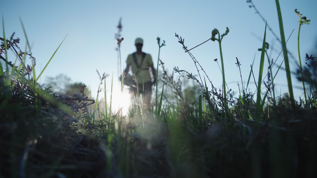 Low angle view of wild grass and plants backlit by sun with person walking through field using weed wacker trimmer edge to clear grass