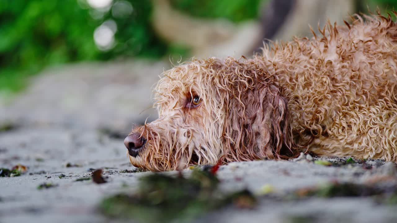 tiro apretado de un perro goldendoodle acostado en la arena mojada en una playa mirando hacia arriba