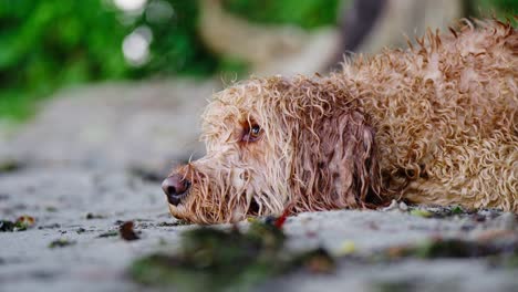 Enge-Aufnahme-Eines-Goldendoodle-Hundes,-Der-Im-Nassen-Sand-An-Einem-Strand-Liegt-Und-Nach-Oben-Schaut