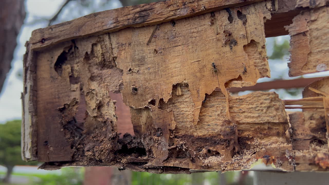 Legno marcio del cornicione mostra attività di formiche, sezioni scavate e grave deterioramento strutturale in dettaglio ravvicinato