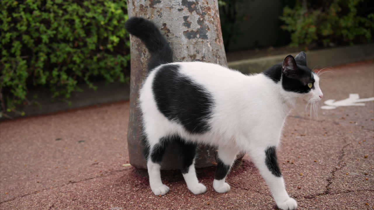 White cat with black spots walking on the street
