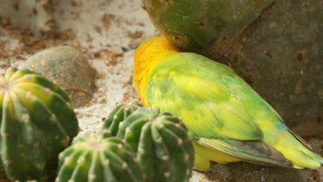 el pájaro amoroso de fischer caminando en el desierto buscando comida en el suelo entre rocas y cactus