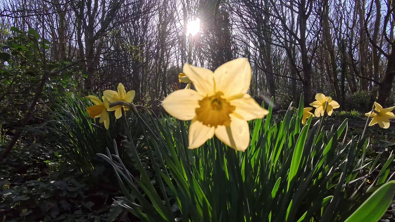 Vibrant yellow sunlit daffodils at start of spring in lush dense woodland forest at sunrise