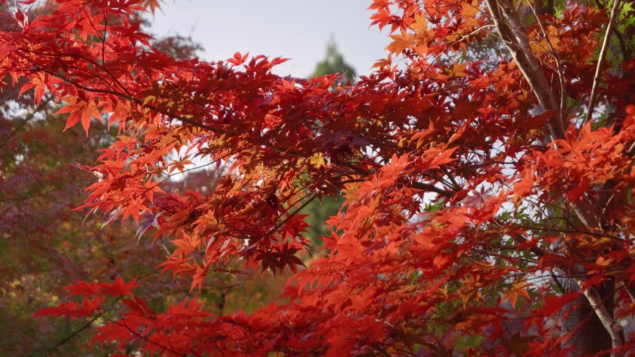 Close up of vibrant red maple color trees against cloudy sky