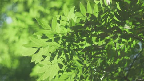 Eschenblätter-Bewegen-Sich-An-Einem-Sonnigen-Tag-In-Der-Natur-Im-Wind