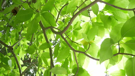 Tomar-Una-Foto-Circular-Giratoria-De-Las-Hojas-De-Un-árbol-Desde-Abajo-Mirando-Hacia-Arriba