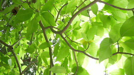 tomando un disparo circular giratorio de las hojas de un árbol desde abajo mirando hacia arriba