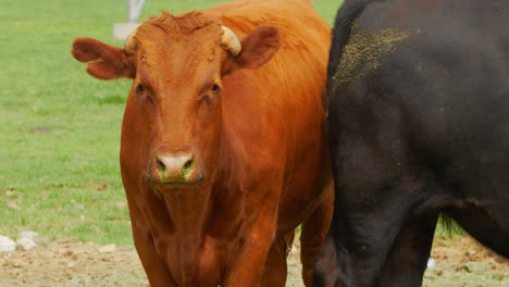 red haired ginger cow looking right into camera and winking opening mouth in silly funny way whilst eating green grass on grass fed beef farm