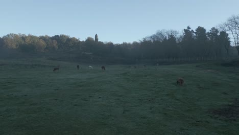 peaceful morning atmosphere in catalonia with cows and horses grazing on a dewy meadow, a gentle mist hovering over the field, and the sun rising behind a distant treeline