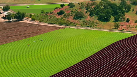 Farmers-Tending-Rolling-Agricultural-Farm-Fields,-Aerial-Panorama