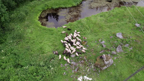Aerial-View-of-a-Dog-Herding-Sheep,-Sheep-Grazing,-Shepherd-Overviewing-Sheep-Herd,-Finland,-Scandinavia