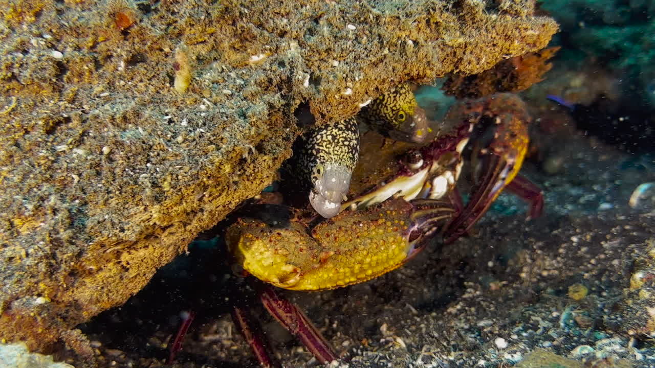 Large swimming crab hidden under a coral block and sharing apartment with two moray eels