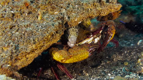 large swimming crab hidden under a coral block and sharing apartment with two moray eels