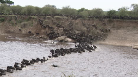 Blue-Wildebeest-big-herd-migrating-crossing-the-Mara-river,-Serengeti-N