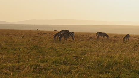 Slow-Motion-of-African-Wildlife,-Zebra-Herd-Grazing-Savanna,-Animals-on-Africa-Safari-in-Masai-Mara-in-Kenya-at-Maasai-Mara,-Beautiful-Golden-Hour-Sunset-Sun-Light,-Steadicam-Tracking-Shot