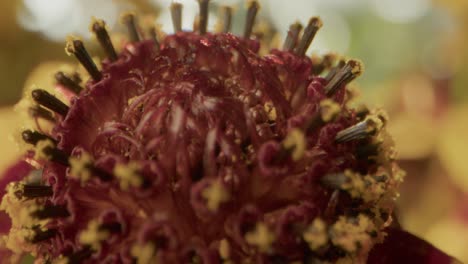 Extreme-macro-shot-on-tickseed-stamens