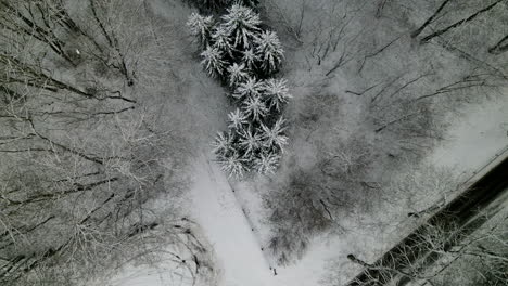 Blick-Von-Oben-Auf-Die-Kahlen-Äste-In-Verschneiter-Winterlandschaft-In-Pieszkowo,-Polen