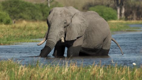 un toro elefante caliente con colmillos de pie y bebiendo en el río khwai, botswana