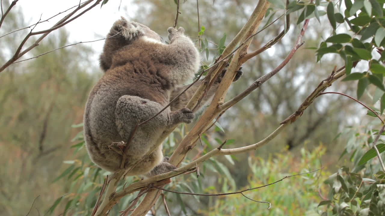 oso koala en árbol de goma comiendo hojas