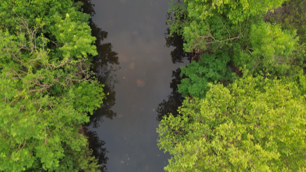 A close-up drone shot of a serene river flowing through a dense forest, lush green trees on both sides, with a stunning reflection in the calm water in Avalegaon, Konkan, Maharashtra