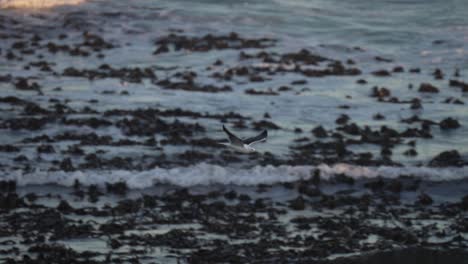 Slow-motion-shot-of-a-seagull-flying-over-the-ocean-with-rocks-in-the-background