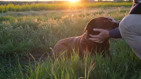unrecognizable man's hands are petting the dog who is lying on the grass in sunset light