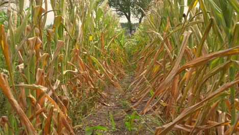 Rotten-corn-crop-as-a-result-of-long-time-summer-drought-in-Brandenburg,-Germany