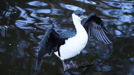 un cormorán aleteando sus alas en el agua