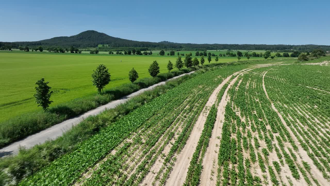 Drone zoom out reveals straight road lined with trees and wide green fields under clear sky