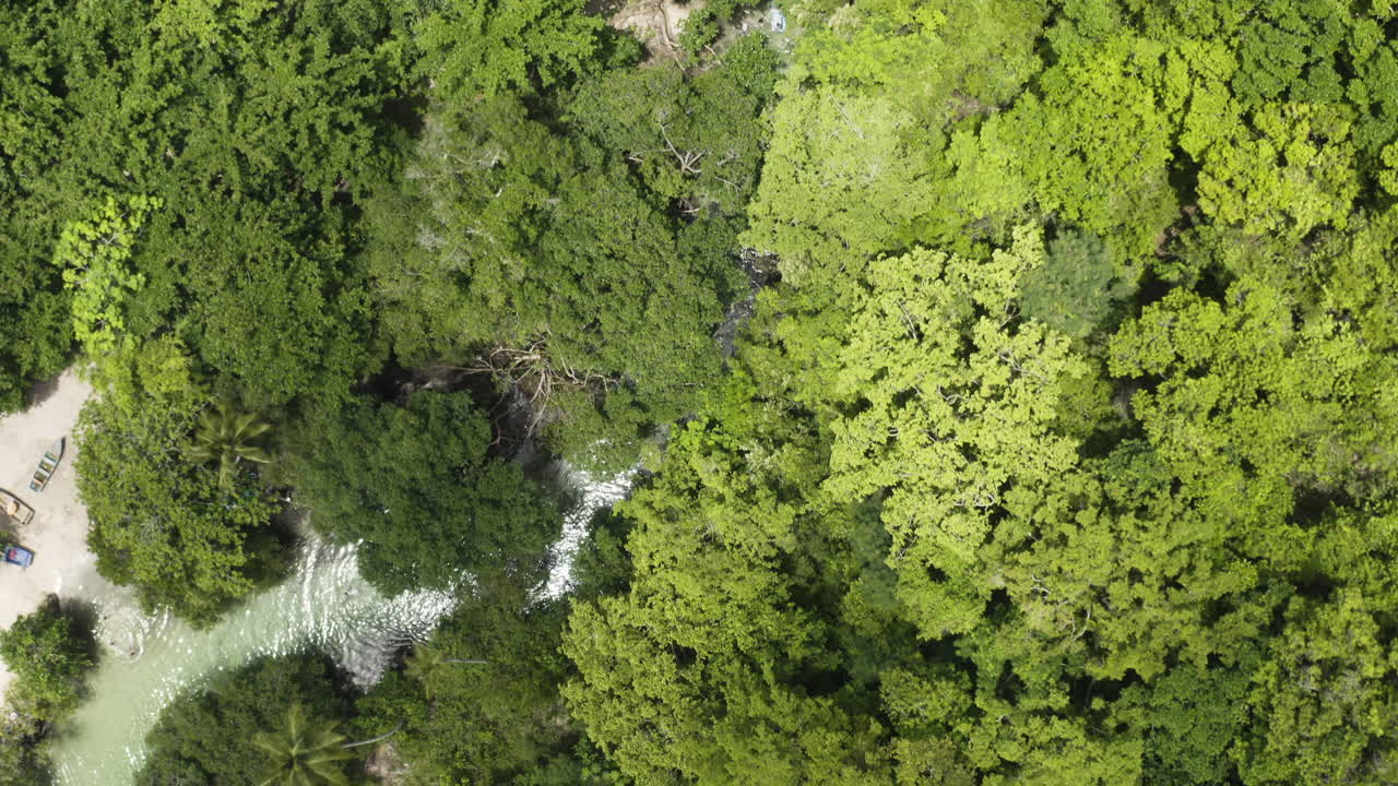 árboles densos que cubren el río caño frío en playa rincón, península de samaná, república dominicana