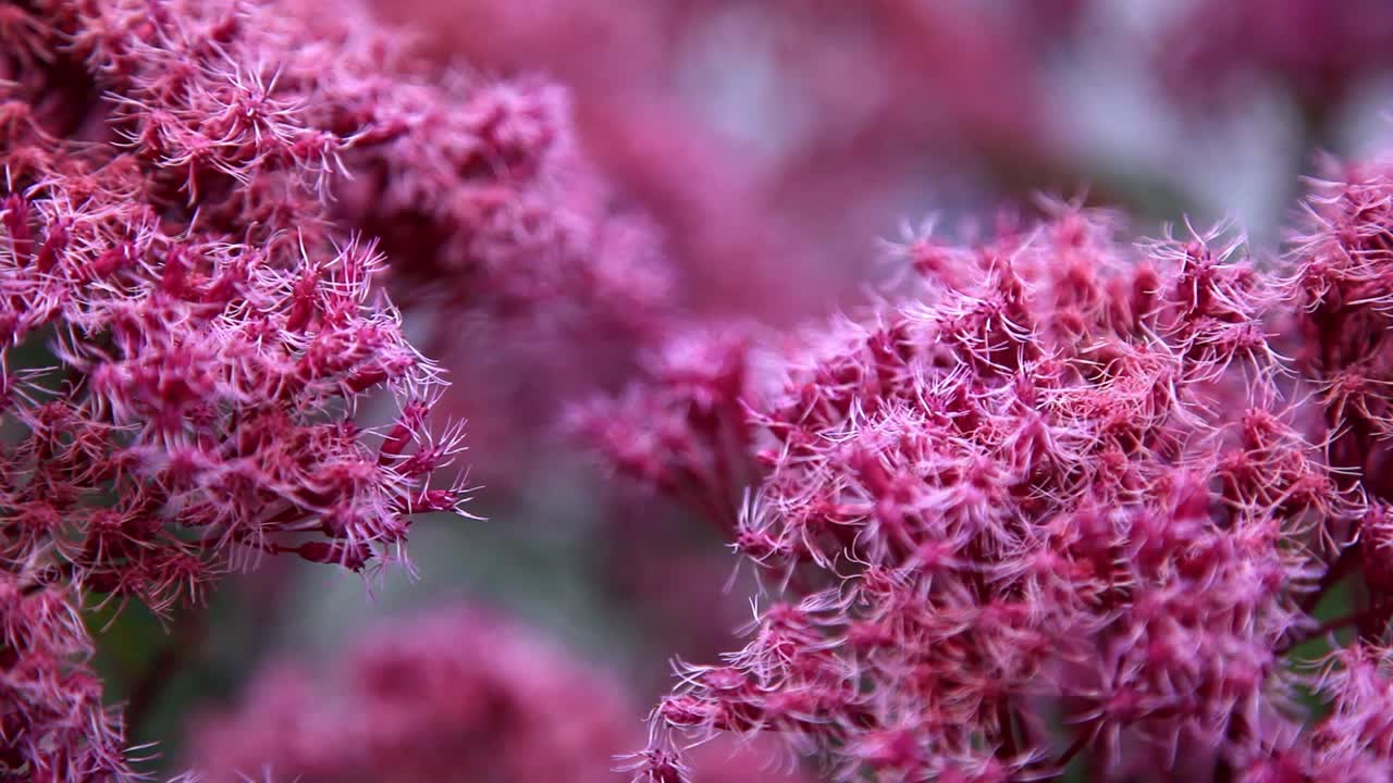 Pink flower in the evening rack focus