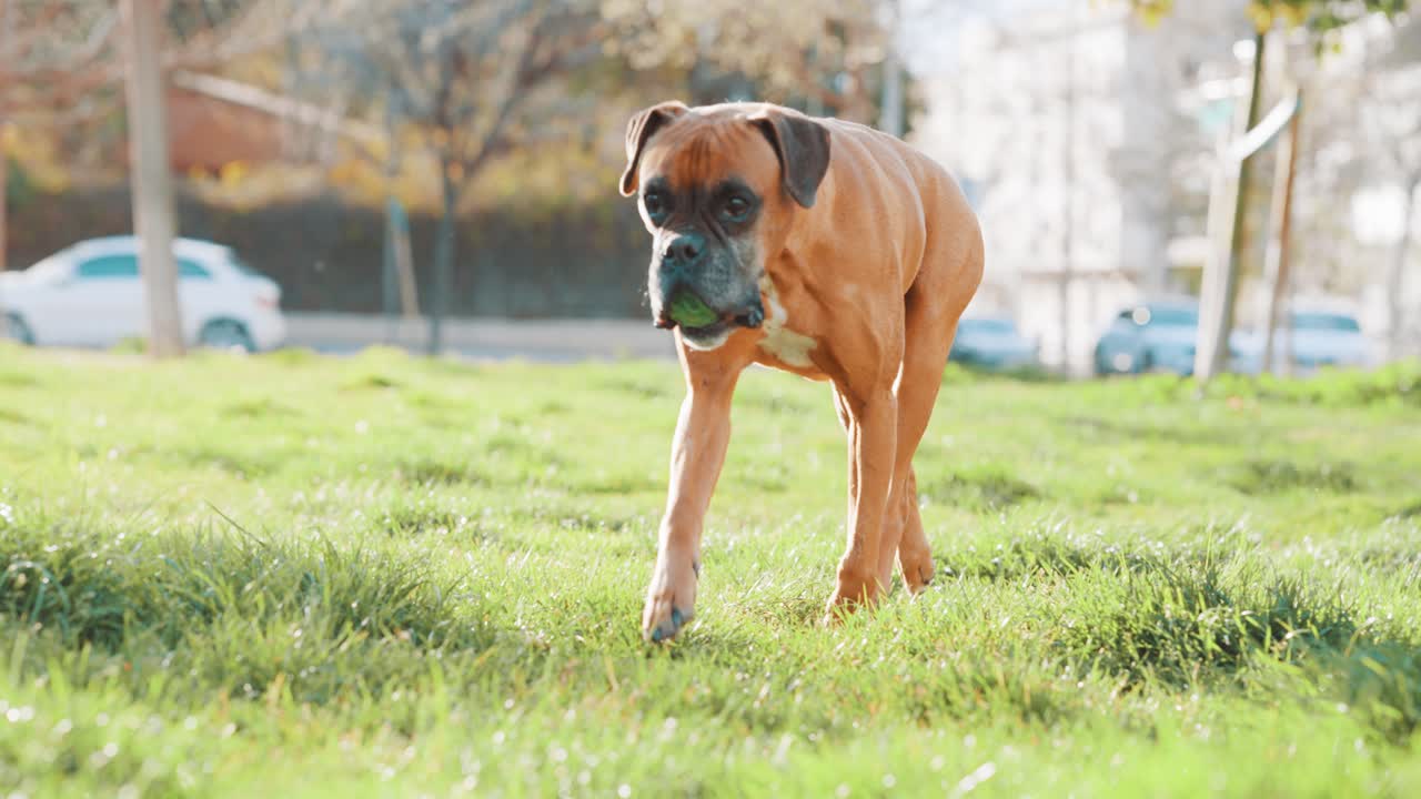 Boxer dog running and playing fetch in the park