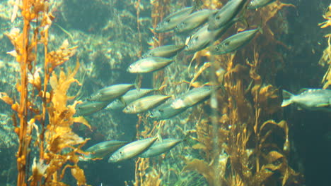 Escuela-De-Peces-Nadan-A-Través-Del-Agua-Como-Un-Grupo