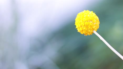 yellow flower swaying gently in the wind