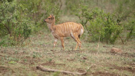 Cacerola-Lenta-A-La-Izquierda-Mientras-El-Bebé-Antílope-Nyala-Camina-En-El-Verde-Arbusto-Africano