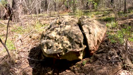 a rock splits in a forest setting