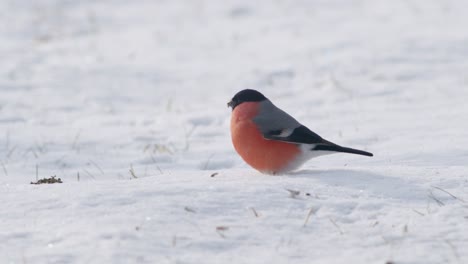 eurasian bullfinch in winter near bird feeder eating sunflower seeds with other birds