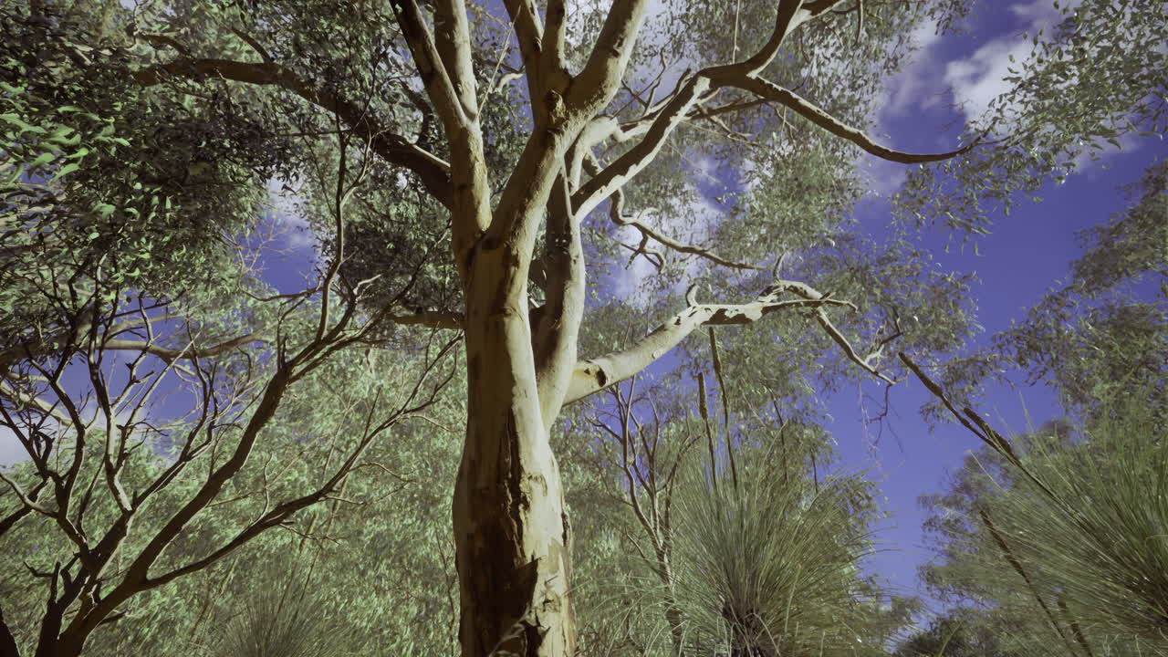 Majestic eucalyptus trees reach for bright blue sky in serene forest