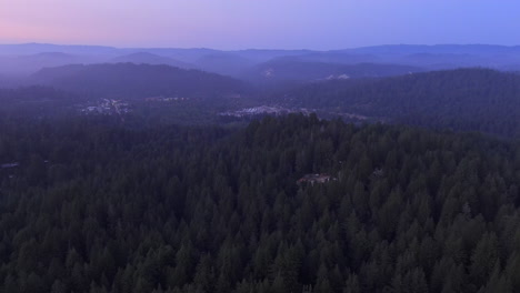 atmospheric landscape of dense thicket in henry cowell redwoods state park near santa cruz in felton, california, usa