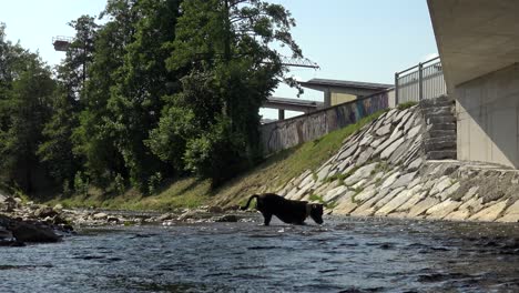 Ein-Staffie-Hund,-Der-Im-Wasser-In-Einem-Bach-Unter-Einer-Brücke-Spielt