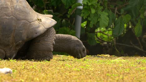 tortuga gigante aldabra en seychelles comiendo hierba con cuidado