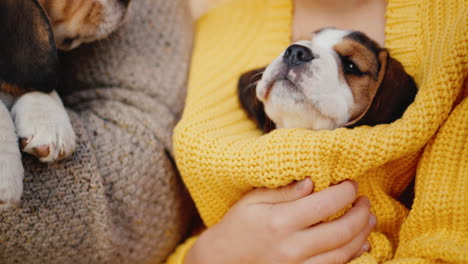 Young-people-in-warm-clothes-holding-beagle-puppies-in-their-arms