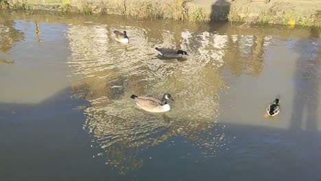 Gansos-Deslizándose-Sobre-El-Río-Támesis,-Richmond,-Londres