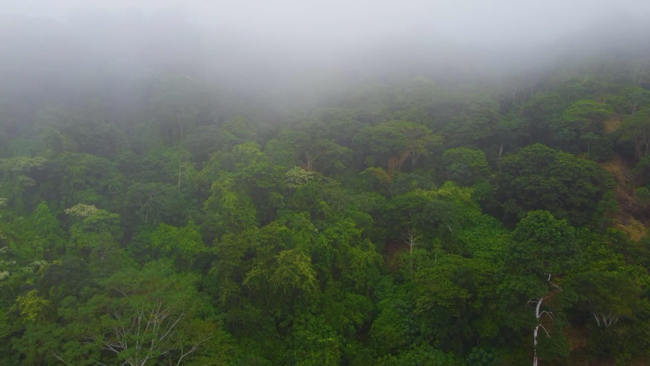 Aerial view of misty foggy over beautiful paradise jungle