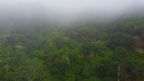 Aerial-view-of-misty-foggy-over-beautiful-paradise-jungle