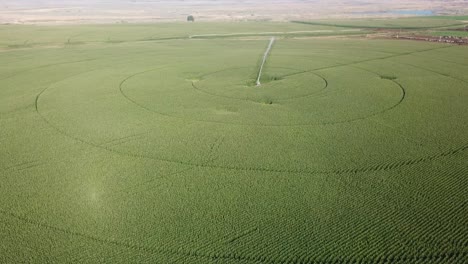 slow flyover, aerial view of corn fields with a center pivot irrigation system in the columbia basin of eastern washington state in late summer