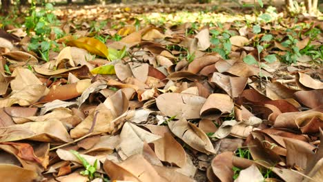 fallen leaves on the forest floor